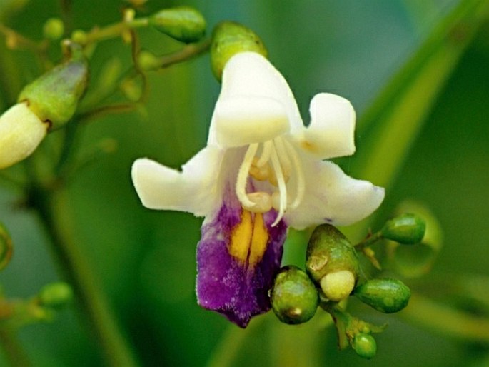 Gmelina palawensis subsp. palawensis