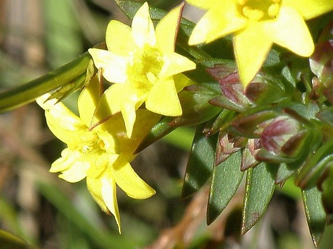 Gnidia juniperifolia