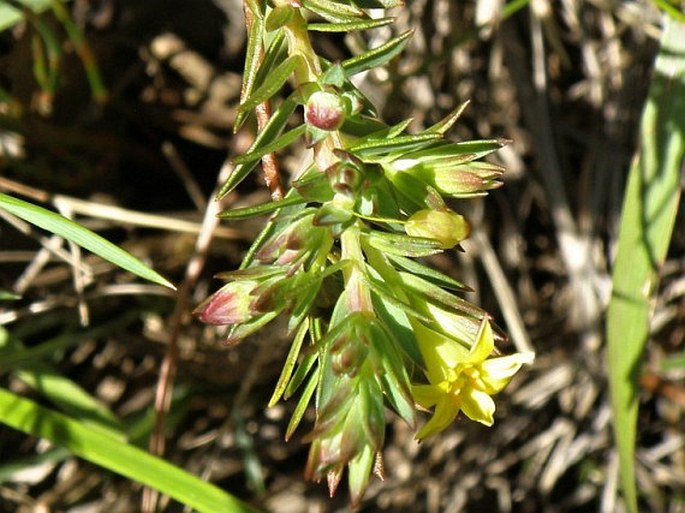 Gnidia juniperifolia