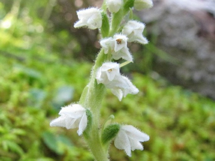 Goodyera repens