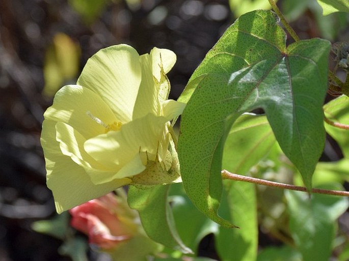 Gossypium darwinii