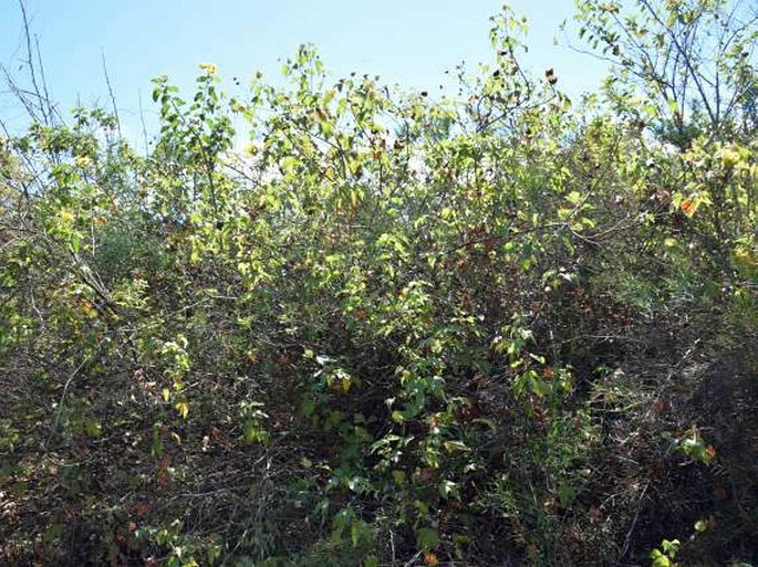 Gossypium darwinii