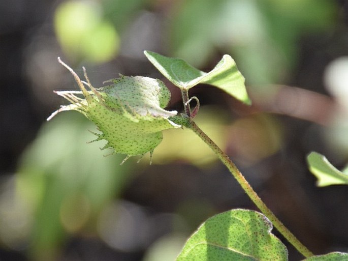 Gossypium darwinii