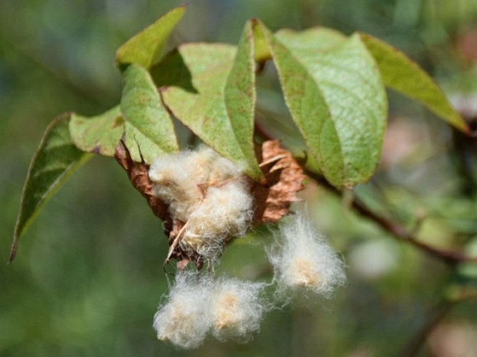 Gossypium darwinii