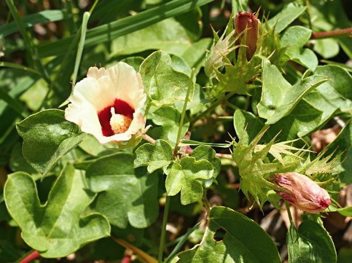 GOSSYPIUM STOCKSII Mast. – bavlník