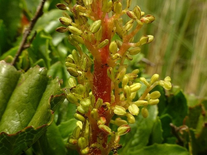 Gunnera magellanica