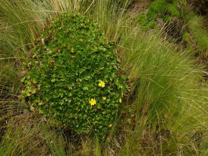 Gunnera magellanica