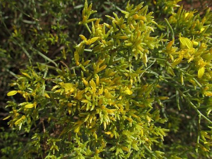 GUTIERREZIA MICROCEPHALA (DC.) A. Gray