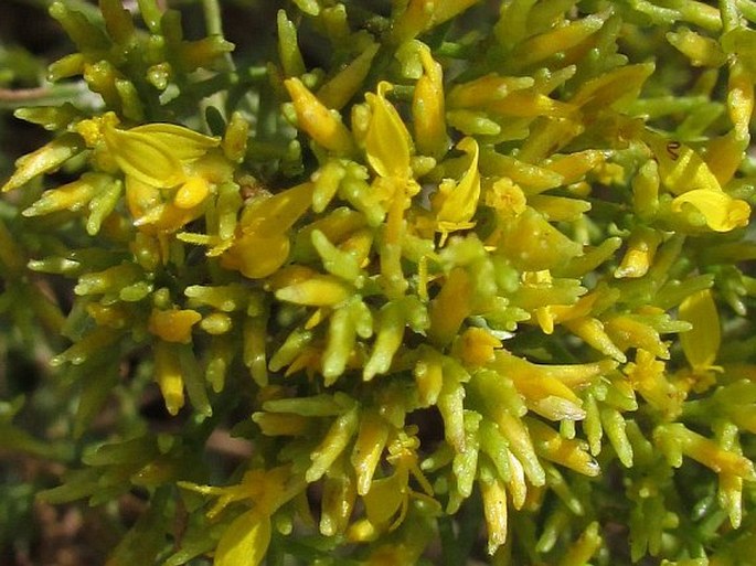 Gutierrezia microcephala