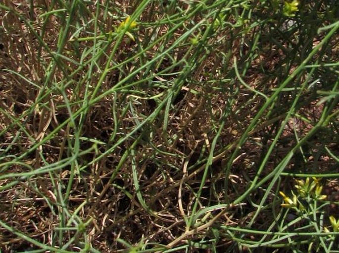 Gutierrezia microcephala