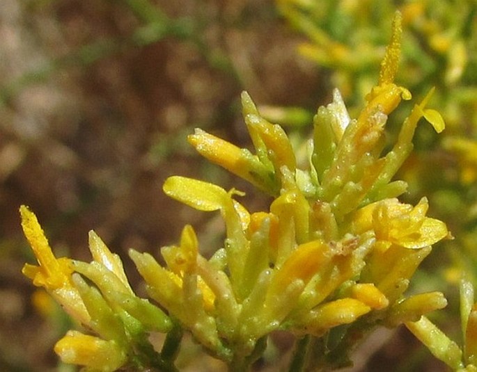 Gutierrezia microcephala