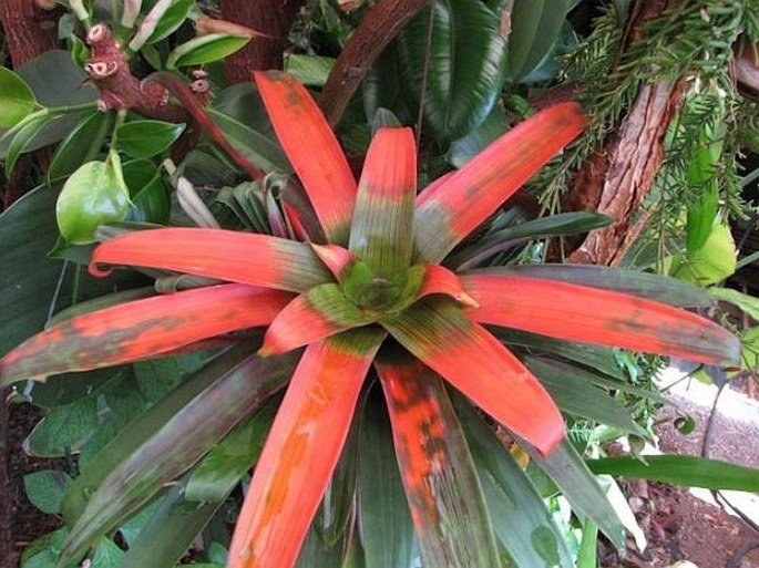 Guzmania sanguinea