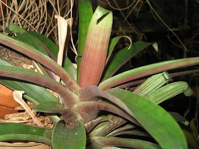 Guzmania sanguinea