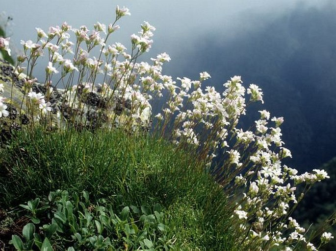 Gypsophila tenuifolia