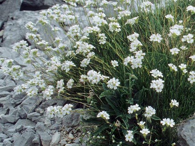 Gypsophila tenuifolia