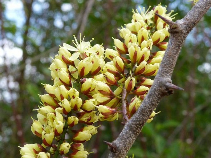 Haematoxylum campechianum