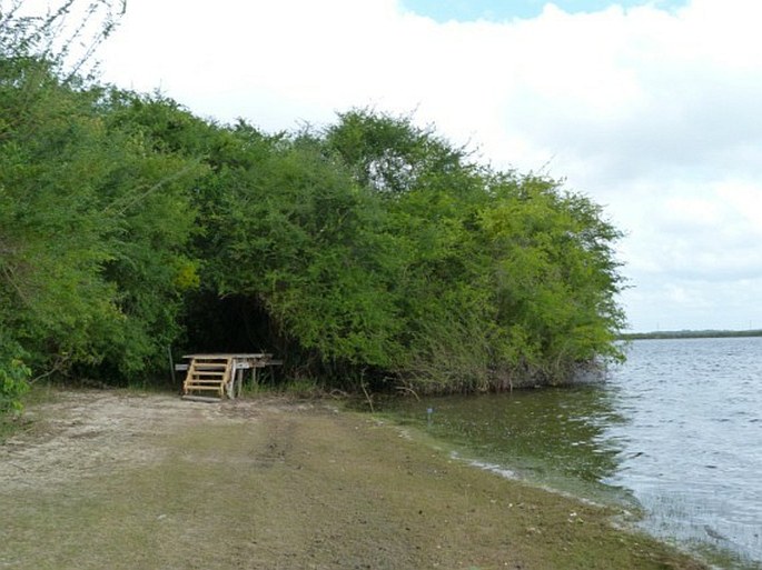 Belize, Crooked Tree Wildlife Sanctuary – mokřady Střední Ameriky