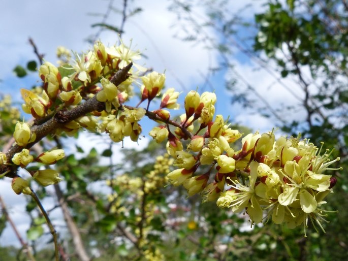 Haematoxylum campechianum