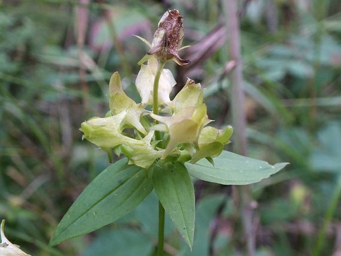 HALENIA DEFLEXA (Sm.) Griseb.