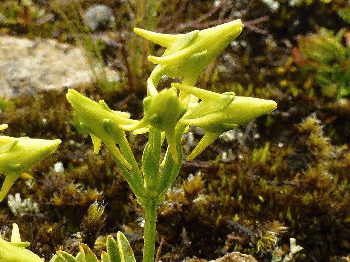 HALENIA MINIMA C. K. Allen