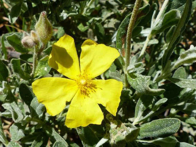 HALIMIUM ALYSSOIDES (Lam.) K. Koch