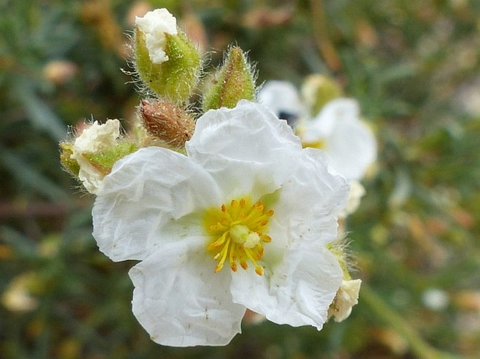 HALIMIUM UMBELLATUM (L.) Spach