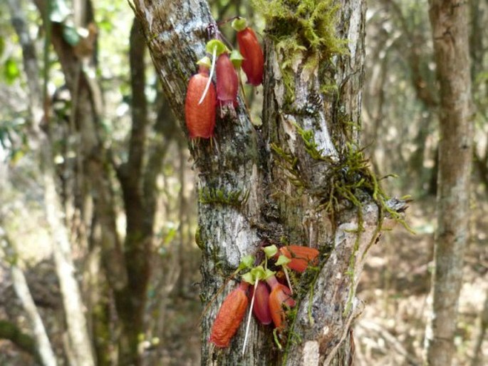 Halleria ligustrifolia