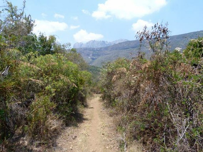 Halleria ligustrifolia