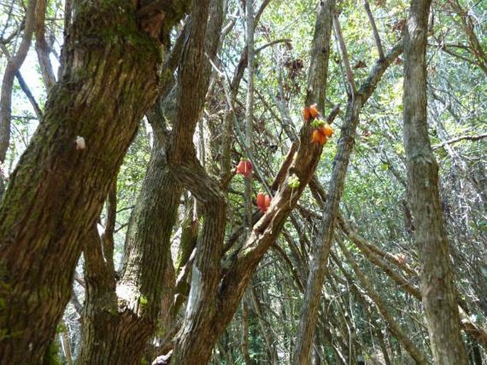 Halleria ligustrifolia