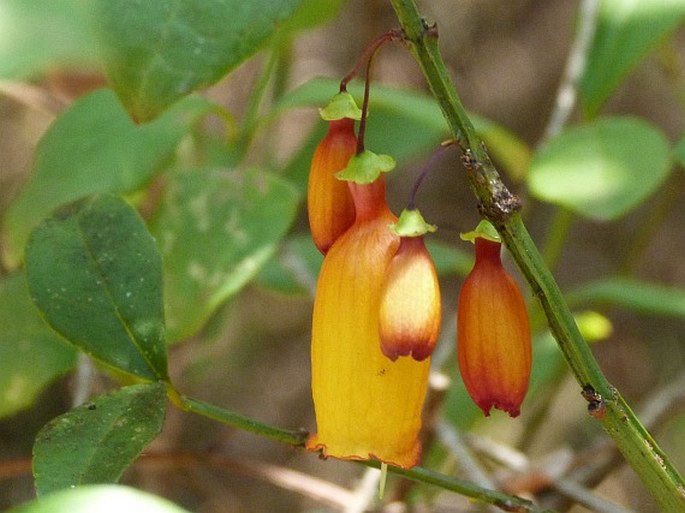 HALLERIA LIGUSTRIFOLIA Baker