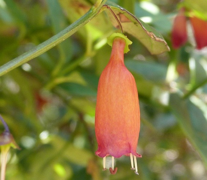 Halleria ligustrifolia