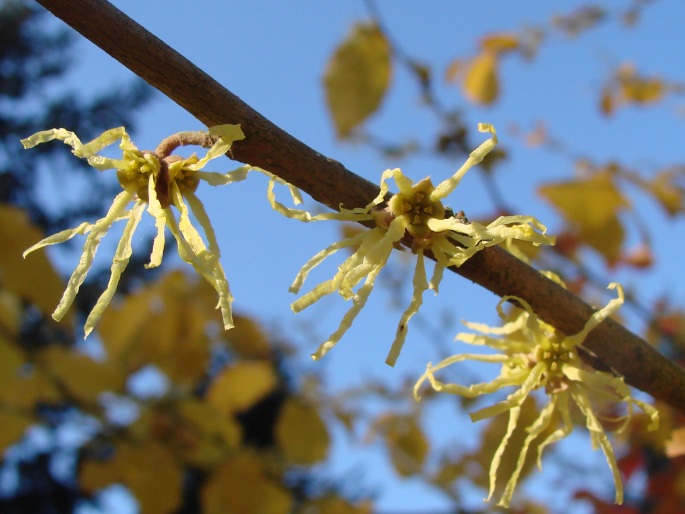 HAMAMELIS VIRGINIANA L. – vilín virginský