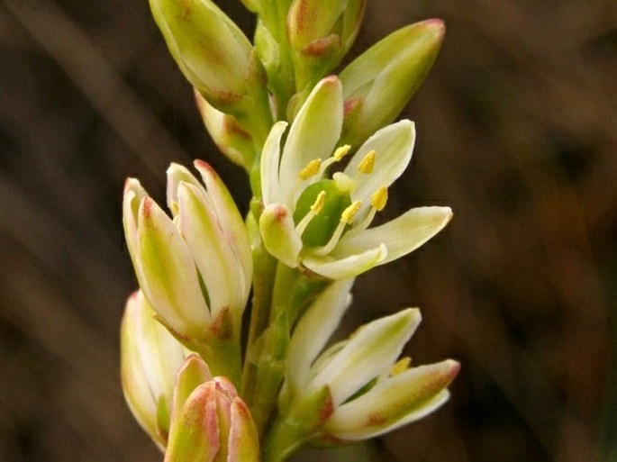 Harperocallis falcata