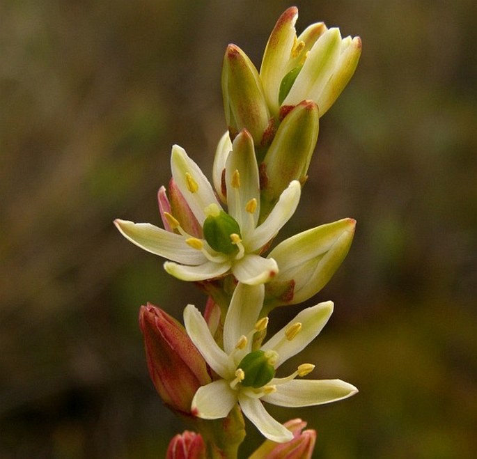 HARPEROCALLIS FALCATA (Ruiz et Pav.) L. M. Campb. et Dorr