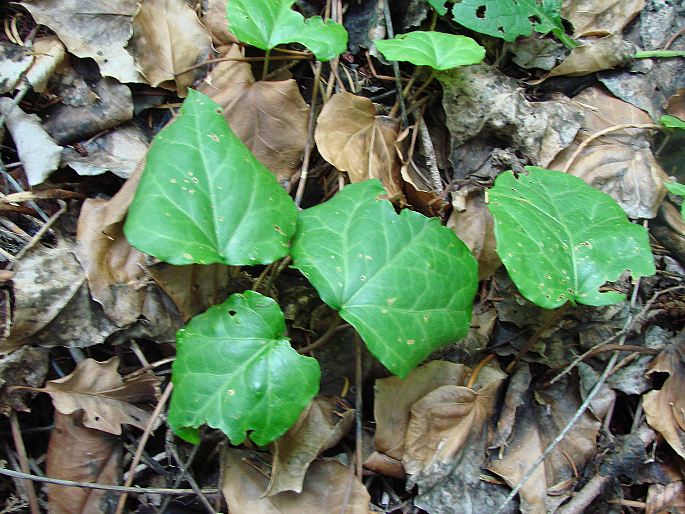 Hedera colchica