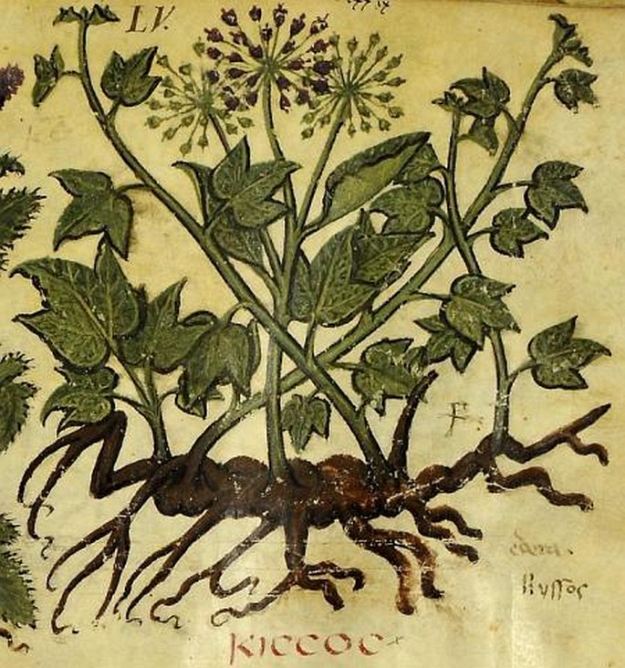 Iconographia plantarum: Hedera  L.