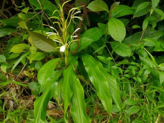 Hedychium cylindricum