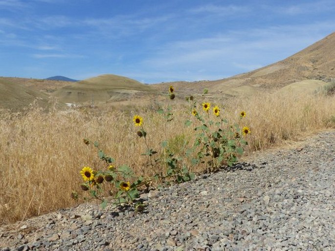 Helianthus annuus