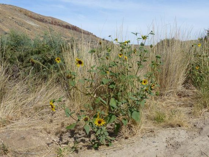 Helianthus annuus