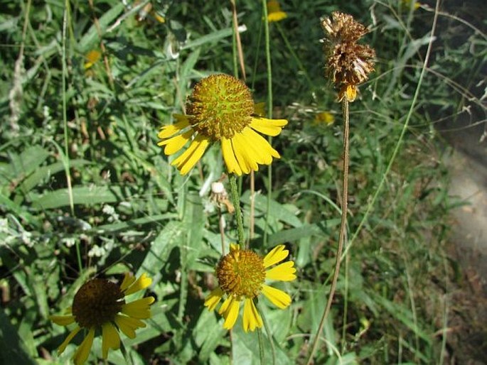 Helenium bigelovii