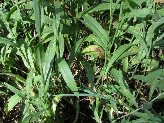 Helenium bigelovii