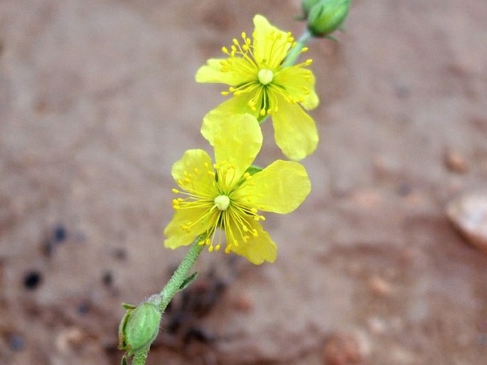 HELIANTHEMUM LIPPII (L.) Dum. Cours. – devaterník / devätorník