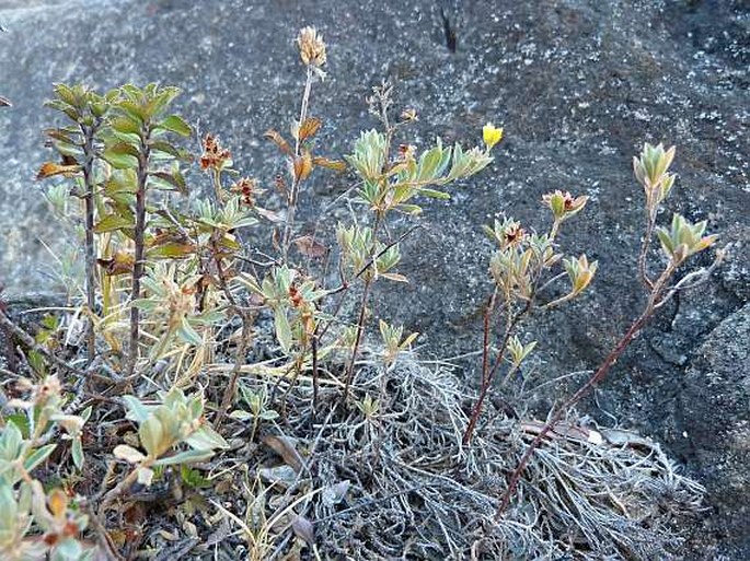 Crocanthemum glomeratum