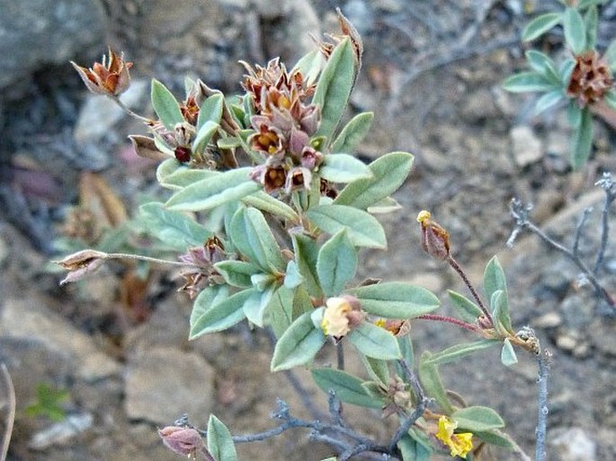 Crocanthemum glomeratum