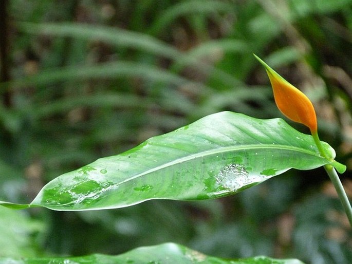 Heliconia aurantiaca