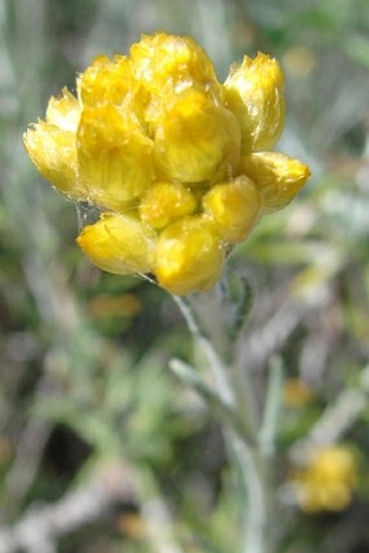 Helichrysum stoechas subsp. barrelieri