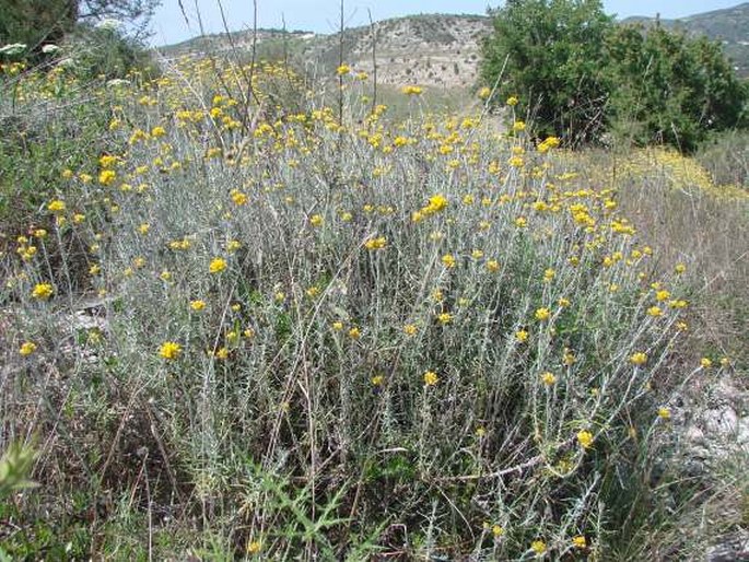 Helichrysum stoechas subsp. barrelieri