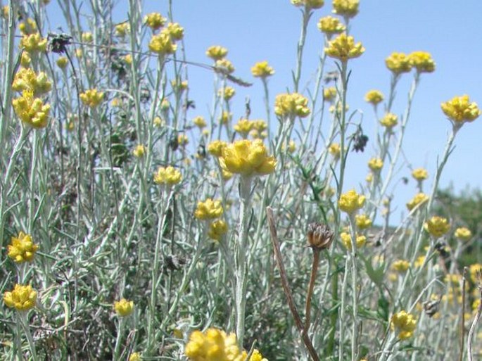 Helichrysum stoechas subsp. barrelieri