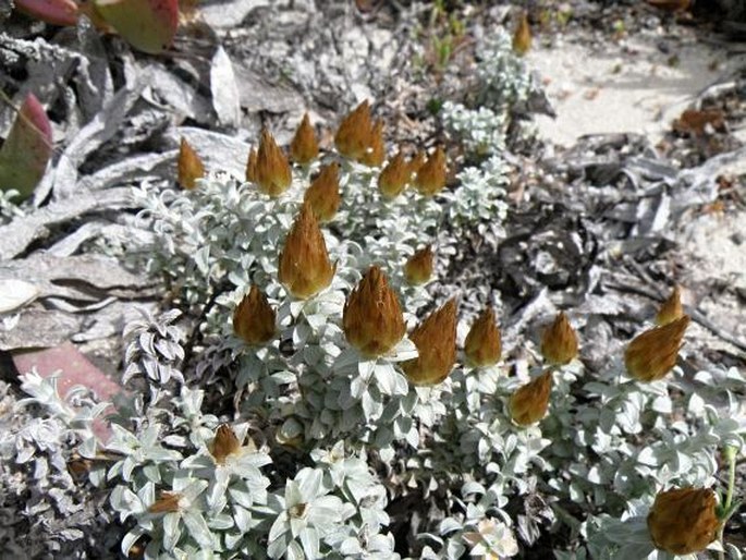 Helichrysum retortum