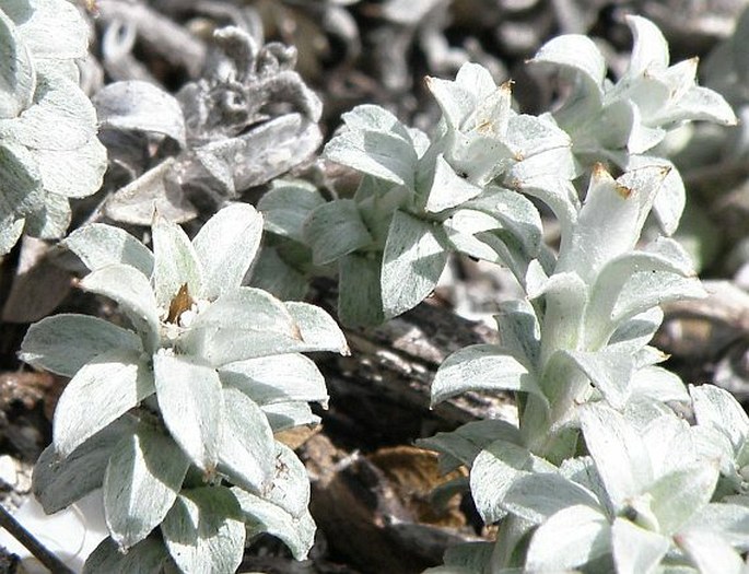 Helichrysum retortum